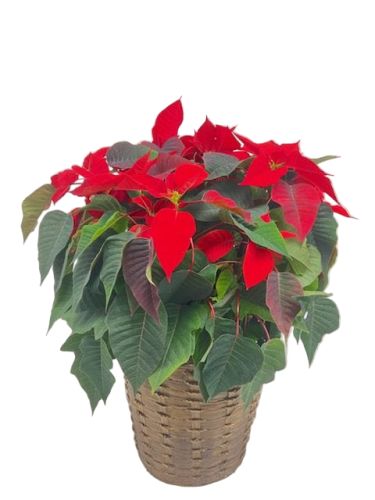 Red Poinsettia 10 Inch in Basket