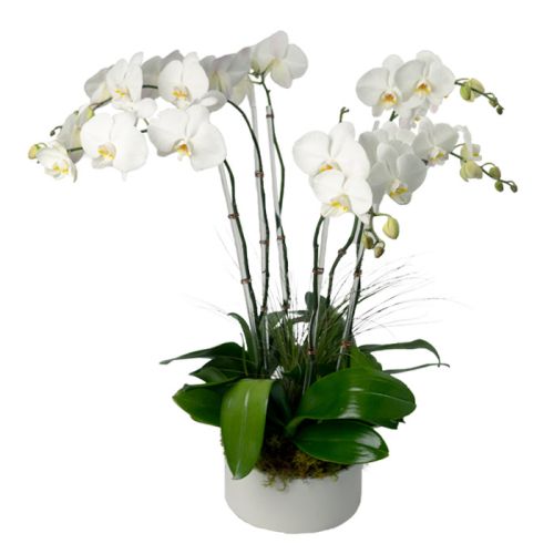 6 Stem White Phalaenopsis Orchid 